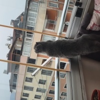 Scottish Fold, Kedi  Lokum fotoğrafı