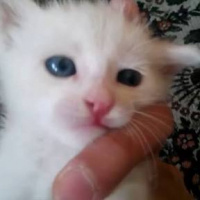 Tekir Kedi, Kedi  Fiko fotoğrafı