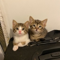 Bengal, Kedi  Bengal/SmokinTekir Kedi yavruları fotoğrafı