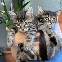 Bengal, Kedi  Bengal/SmokinTekir Kedi yavruları fotoğrafı