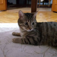 Tekir Kedi, Kedi  Tekila fotoğrafı