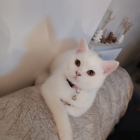 British Shorthair, Kedi  Elsa fotoğrafı