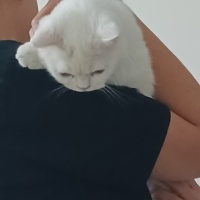 British Shorthair, Kedi  Elsa fotoğrafı