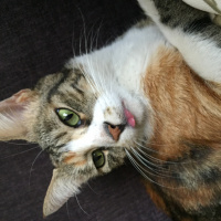 Tekir Kedi, Kedi  Yeşil fotoğrafı