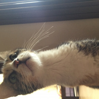 Tekir Kedi, Kedi  Yeşil fotoğrafı