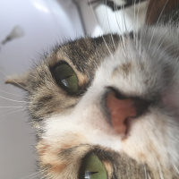 Tekir Kedi, Kedi  Yeşil fotoğrafı