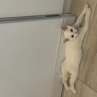 Ankara Kedisi, Kedi  Sacit fotoğrafı