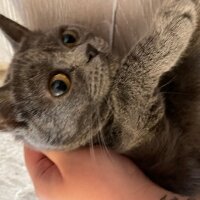 British Shorthair, Kedi  Sisa fotoğrafı