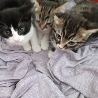 Tekir Kedi, Kedi  Minnoş fotoğrafı
