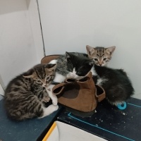 Tekir Kedi, Kedi  Minnoş fotoğrafı