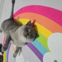 British Shorthair, Kedi  Köpük fotoğrafı