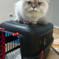 British Longhair, Kedi  Lina fotoğrafı