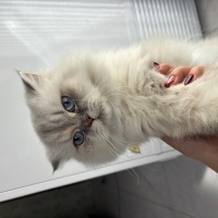 British Longhair, Kedi  Lina fotoğrafı