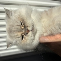 British Longhair, Kedi  Lina fotoğrafı