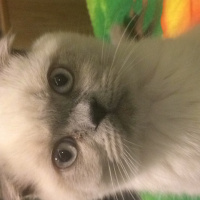 Scottish Fold, Kedi  Çakıl fotoğrafı