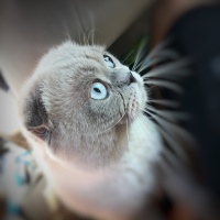 Scottish Fold, Kedi  Çakıl fotoğrafı