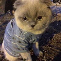 Scottish Fold, Kedi  Çakıl fotoğrafı