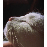 Van Kedisi, Kedi  Mia fotoğrafı