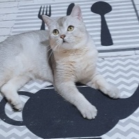 British Shorthair, Kedi  DUMAN fotoğrafı