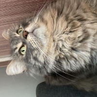 Tekir Kedi, Kedi  Ares fotoğrafı