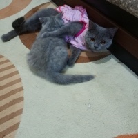 British Shorthair, Kedi  Dies fotoğrafı