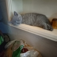 British Shorthair, Kedi  Raj fotoğrafı
