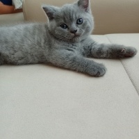 British Shorthair, Kedi  Raj fotoğrafı