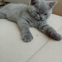 British Shorthair, Kedi  Raj fotoğrafı