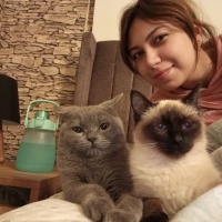 Siyam Kedisi, Kedi  Baileys fotoğrafı