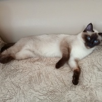 Siyam Kedisi, Kedi  Baileys fotoğrafı