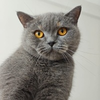 British Shorthair, Kedi  Üzüm fotoğrafı