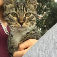 Soke, Kedi  Chibi fotoğrafı