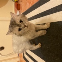 British Shorthair, Kedi  Freea fotoğrafı