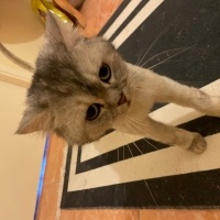 British Shorthair, Kedi  Freea fotoğrafı
