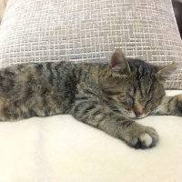 Tekir Kedi, Kedi  Minik fotoğrafı