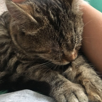Tekir Kedi, Kedi  Minik fotoğrafı