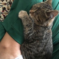 Tekir Kedi, Kedi  Minik fotoğrafı