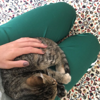 Tekir Kedi, Kedi  Minik fotoğrafı