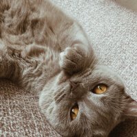 British Shorthair, Kedi  Simba fotoğrafı