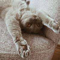 British Shorthair, Kedi  Simba fotoğrafı