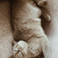 British Shorthair, Kedi  Simba fotoğrafı