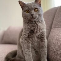 British Shorthair, Kedi  Simba fotoğrafı