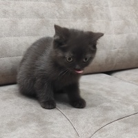 British Shorthair, Kedi  Sahibi koyacak fotoğrafı
