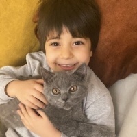 British Shorthair, Kedi  Karabücür fotoğrafı