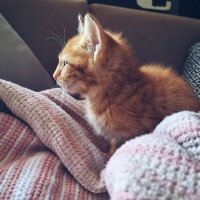 Sarman, Kedi  Paşa fotoğrafı
