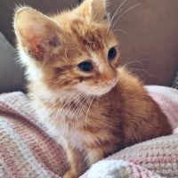 Sarman, Kedi  Paşa fotoğrafı