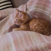 Sarman, Kedi  Paşa fotoğrafı