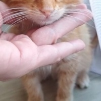 Sarman, Kedi  Paşa fotoğrafı