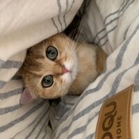 British Shorthair, Kedi  Safir fotoğrafı