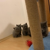 British Shorthair, Kedi  Şanslı,Sütlaç, Chivas fotoğrafı
